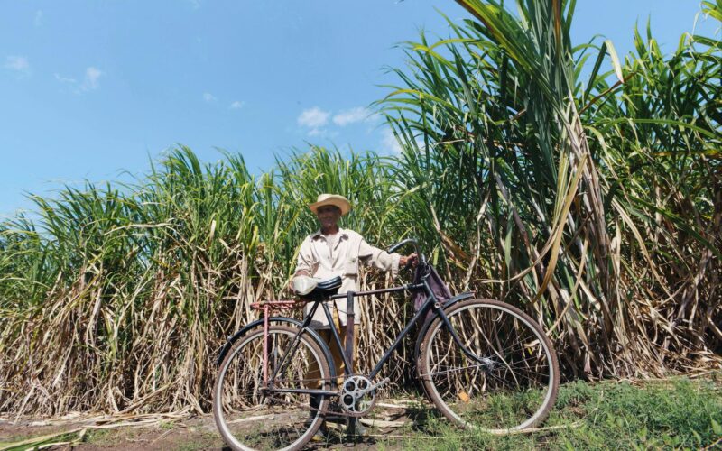 sugarcane farmer photo